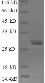 Greater than 90% as determined by SDS-PAGE.