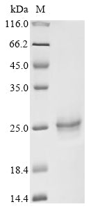 Greater than 90% as determined by SDS-PAGE.Recombinant Human Epidermal Growth Factor Receptor Substrate 15 (EPS15) Protein (His)