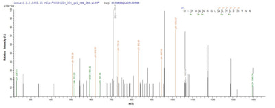 Based on the SEQUEST from database of E.coli host and target protein, the LC-MS/MS Analysis result of this product could indicate that this peptide derived from E.coli-expressed Homo sapiens (Human) ERBB2.Recombinant Human Receptor Tyrosine-Protein Kinase Erbb-2 (ERBB2) Protein (His)
