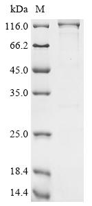 Greater than 85% as determined by SDS-PAGE.