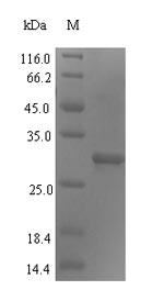 Greater than 90% as determined by SDS-PAGE.