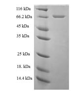 Greater than 90% as determined by SDS-PAGE.Recombinant Human Transcriptional Regulator Erg (ERG) Protein (His-SUMO)