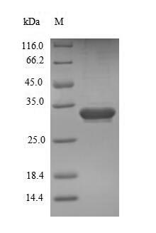 Greater than 90% as determined by SDS-PAGE.