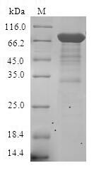 Greater than 90% as determined by SDS-PAGE.Recombinant Human Steroid Hormone Receptor Err1 (ESRRA) Protein (GST)