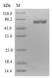 Greater than 90% as determined by SDS-PAGE.