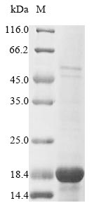 Greater than 85% as determined by SDS-PAGE.