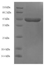 Greater than 90% as determined by SDS-PAGE.
