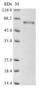 Greater than 85% as determined by SDS-PAGE.Recombinant Mouse Ena/Vasp-Like Protein (EVL) Protein (His&Myc)