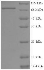 Greater than 90% as determined by SDS-PAGE.