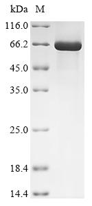 Greater than 90% as determined by SDS-PAGE.Recombinant Human Coagulation Factor X (F10) Protein (His&Myc)