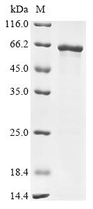 Greater than 85% as determined by SDS-PAGE.Recombinant Mouse Coagulation Factor X (F10) Protein (His&Myc)