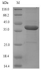 Greater than 90% as determined by SDS-PAGE.Recombinant Human Coagulation Factor Xi (F11) Protein (His)