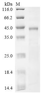Greater than 85% as determined by SDS-PAGE.Recombinant Human Coagulation Factor Xii (F12) Protein (His)