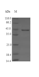 Greater than 90% as determined by SDS-PAGE.Recombinant Pig Coagulation Factor Xii (F12) Protein (His)