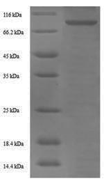 Greater than 90% as determined by SDS-PAGE.Recombinant Human Prothrombin (F2) Protein (His-SUMO)
