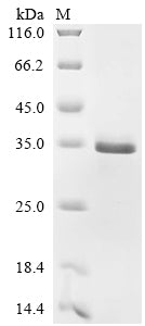 Greater than 90% as determined by SDS-PAGE.Recombinant Human Tissue Factor (F3) Protein (His)