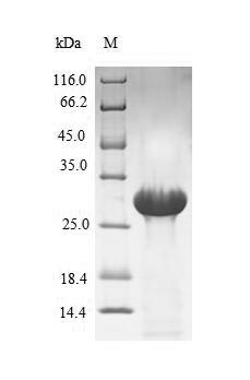 Greater than 90% as determined by SDS-PAGE.Recombinant Human Coagulation Factor Vii (F7) Protein (His-SUMO)
