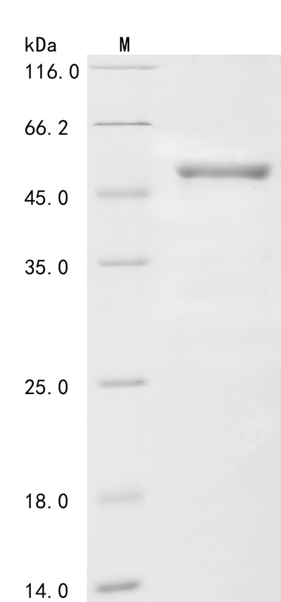 Greater than 85% as determined by SDS-PAGE.