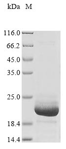 Greater than 85% as determined by SDS-PAGE.Recombinant Pig Fatty Acid-Binding Protein, Heart (FABP3) Protein (His&myc)