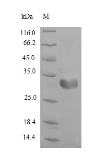Greater than 90% as determined by SDS-PAGE.