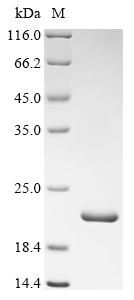 Greater than 90% as determined by SDS-PAGE.