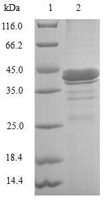 Greater than 90% as determined by SDS-PAGE.