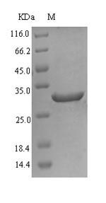 Greater than 90% as determined by SDS-PAGE.Recombinant Human Acyl-Coa 6-Desaturase (FADS2) Protein (His-SUMO)