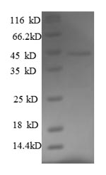 Greater than 90% as determined by SDS-PAGE.Recombinant Mouse Fas Apoptotic Inhibitory Molecule 3 (FCMR) Protein (His-SUMO)