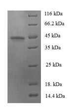 Greater than 90% as determined by SDS-PAGE.