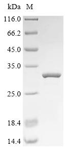 Greater than 90% as determined by SDS-PAGE.Recombinant Human Protein Fam3B (FAM3B) Protein (His&Myc)