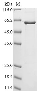 Greater than 85% as determined by SDS-PAGE.Recombinant Human Extended Synaptotagmin-2 (ESYT2) Protein (His&Myc)