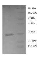 Greater than 90% as determined by SDS-PAGE.