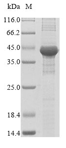 Greater than 85% as determined by SDS-PAGE.Recombinant Human Fatty Acid Synthase (FASN) Protein (His)