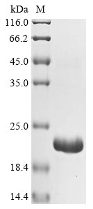 Greater than 90% as determined by SDS-PAGE.Recombinant Bovine Fibrillin-1 (FBN1) Protein (His)