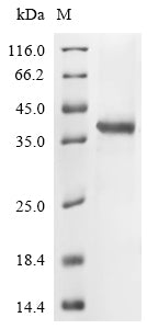 Greater than 90% as determined by SDS-PAGE.Recombinant Human Fibrillin-1 (FBN1) Protein (His-GST&Myc)