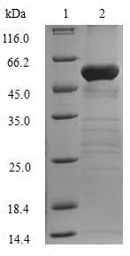 Greater than 90% as determined by SDS-PAGE.