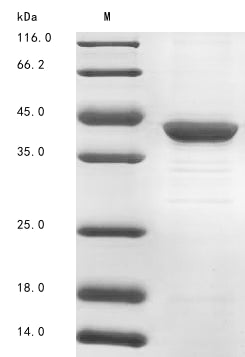 Greater than 85% as determined by SDS-PAGE.