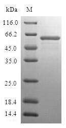 Greater than 90% as determined by SDS-PAGE.