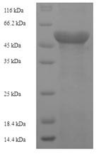 Greater than 90% as determined by SDS-PAGE.