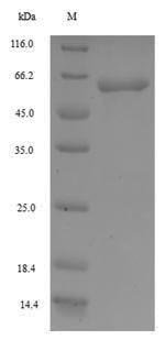 Greater than 90% as determined by SDS-PAGE.