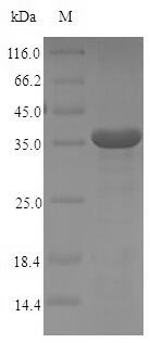 Greater than 90% as determined by SDS-PAGE.Recombinant Human High Affinity Immunoglobulin Epsilon Receptor Subunit Alpha (FCER1A) Protein (His-SUMO)