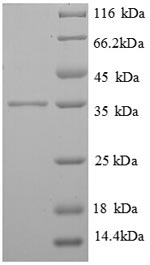 Greater than 90% as determined by SDS-PAGE.Recombinant Human High Affinity Immunoglobulin Epsilon Receptor Subunit Gamma (FCER1G) Protein (GST)