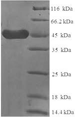 Greater than 90% as determined by SDS-PAGE.