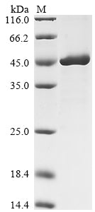 Greater than 85% as determined by SDS-PAGE.Recombinant Human Low Affinity Immunoglobulin Epsilon Fc Receptor (FCER2) Protein (GST)