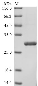 Greater than 90% as determined by SDS-PAGE.Recombinant Human Low Affinity Immunoglobulin Epsilon Fc Receptor (FCER2) Protein (His)