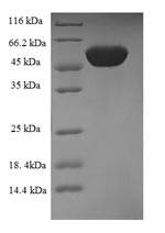 Greater than 90% as determined by SDS-PAGE.Recombinant Human Igg Receptor Fcrn Large Subunit P51 (FCGRT) Protein (GST)