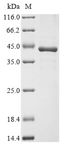 Greater than 85% as determined by SDS-PAGE.Recombinant Mouse Ficolin-1 (FCN1) Protein (His)
