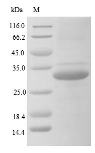 Greater than 85% as determined by SDS-PAGE.