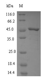 Greater than 90% as determined by SDS-PAGE.Recombinant Human Squalene Synthase (FDFT1) Protein (His)
