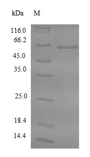 Greater than 90% as determined by SDS-PAGE.Recombinant Human Farnesyl Pyrophosphate Synthase (FDPS) Protein (His-SUMO)